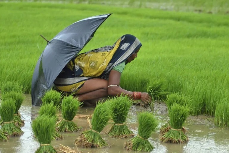 인도, 복합비료 135만t 수입 결정...